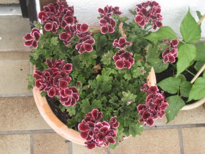 Edelpelargonien.JPG