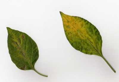 pilzerei001.jpg