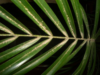 Palme_Blatt2.jpg