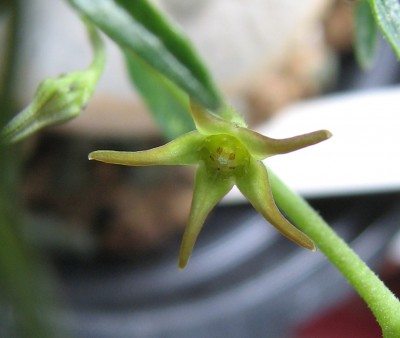 26.07.2008 Brachystelma dinteri Blüte.jpg