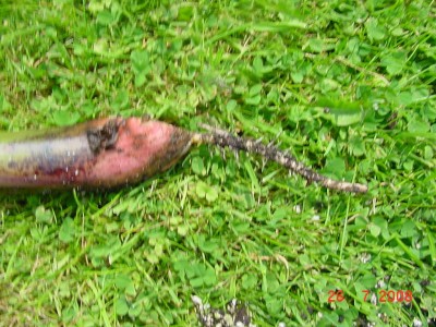 Basjoo Kindl Wurzeln 0708.jpg