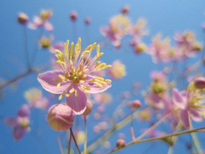 Thalictrum1.jpg