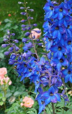 12.06.2008 rittersporn.jpg