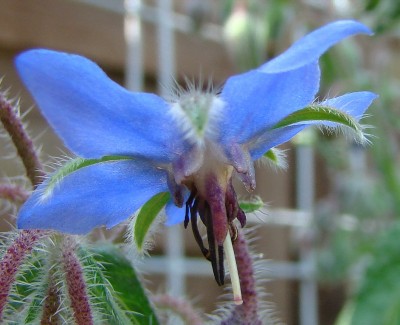 24.07.2008 borago6.JPG