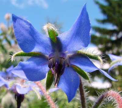 24.07.2008 borago5.jpg