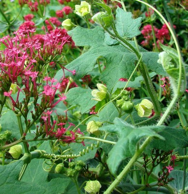 12.06.2008 zaunrübe &amp; spornblume.jpg