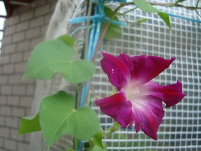 Prunkwinde Ipomoea purpurea (3).JPG