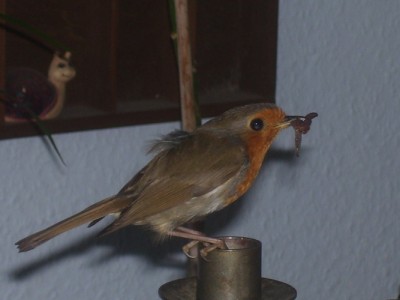 Bild 271m.jpg