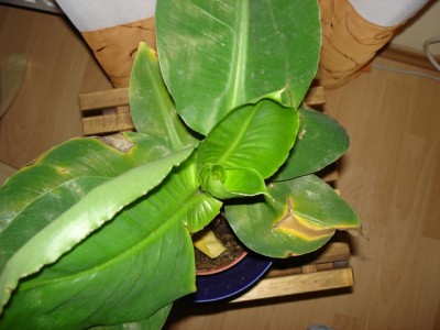 Banane 001.jpg