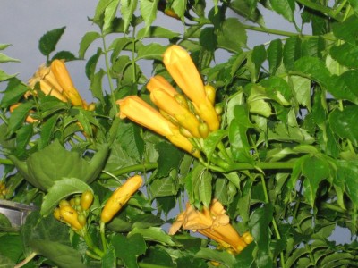 Img_2874.jpg