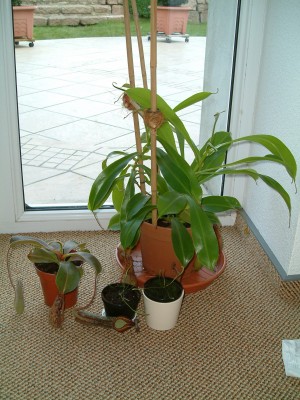 Karnivoren (meine) 008.jpg