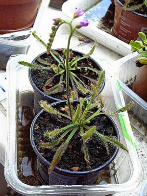 capensis.jpg