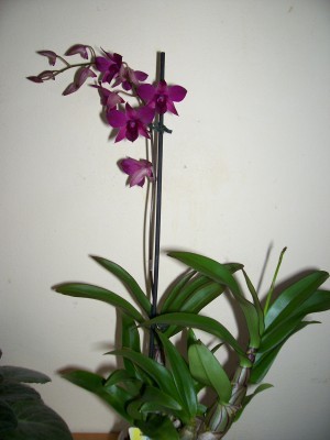 Orchideen.jpg