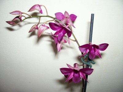 Orchideen_2.jpg