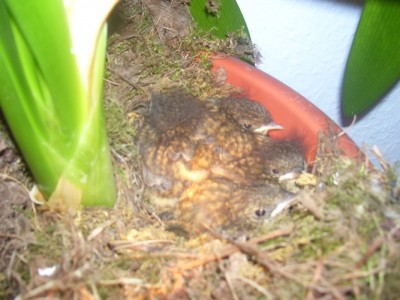Bild 286m.jpg