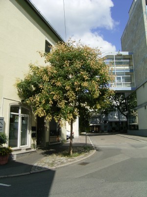 baum (2).JPG