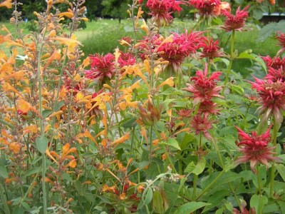 indianeragastache.JPG