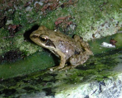 Mini-Grasfrosch 1 w.jpg