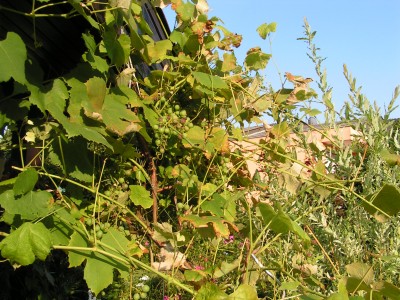 PICT0305.JPG