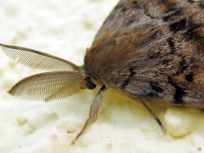 30er IMG_5133  3zu4  H. Ba..JPG