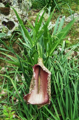 Aronstab_Korsika_2008.JPG