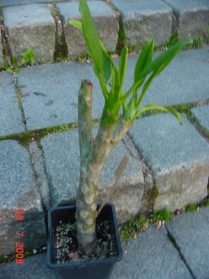 Frangipani Horst Ende 0708.jpg