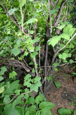IMG_3905.JPG