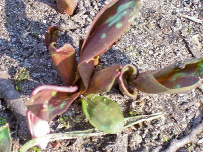 100_4726.jpg