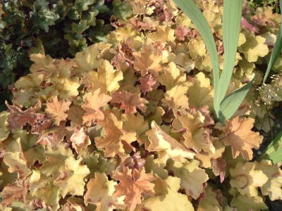 heuchera1.JPG