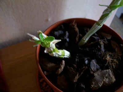 100_1166.jpg