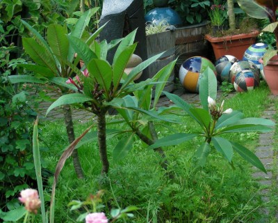 meine beiden Plumis w.jpg