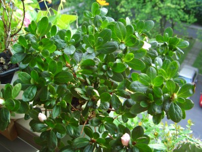 Zimmerazalee 002.jpg