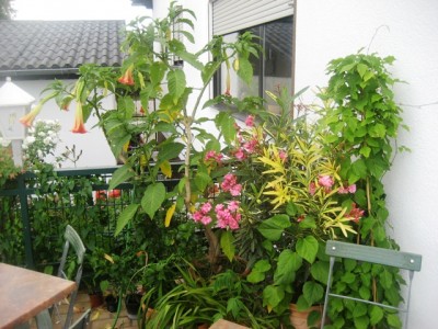 terrasse.JPG