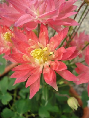 rosebarlow2.JPG