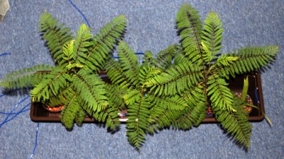 DSC_6181g.jpg