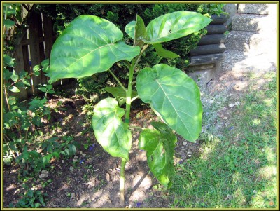 23.07.2008 IMG_4978.JPG