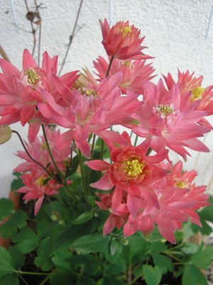 ROSE3.JPG