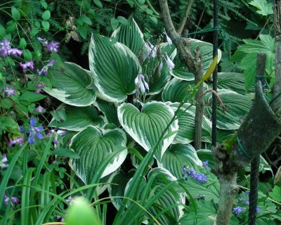 Hosta 8 w.jpg