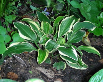 Hosta 5 w.jpg