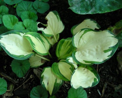 Hosta 4 w.jpg