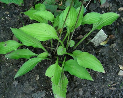 Hosta 3 w.jpg