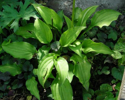 Hosta 2 w.jpg
