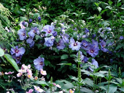 Hibi - in voller Blüte w.jpg