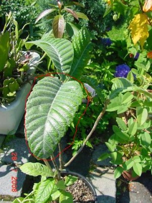 20080728-120907-665.jpg