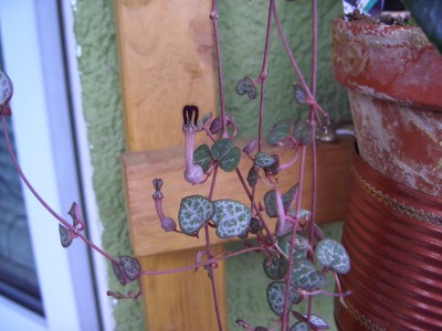 Balkon 30.7.08 049.jpg