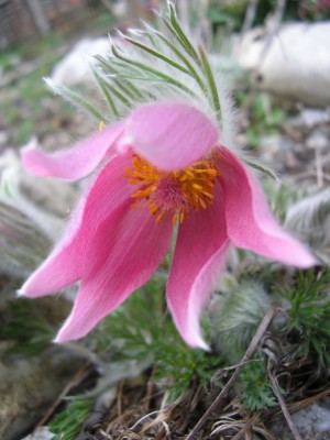 pulstailla rosa.JPG