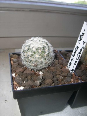Mammillaria stelle-de-tacubaya.jpg