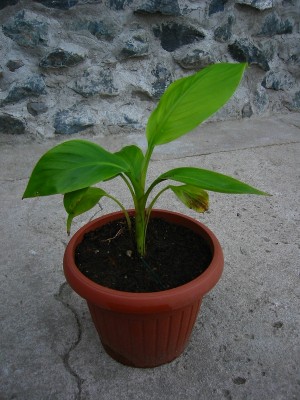 velutina1.JPG