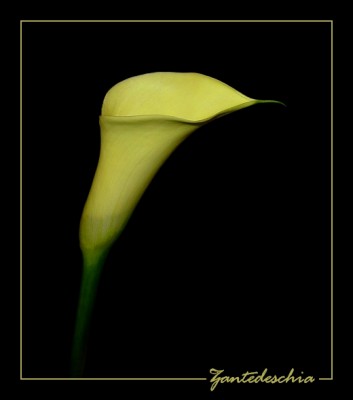 Hellgelbe Calla.JPG