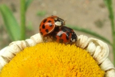 DSCF4384.JPG